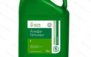 АЛЬФА-ГЕТЬМАН