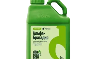 АЛЬФА-БРИГАДИР