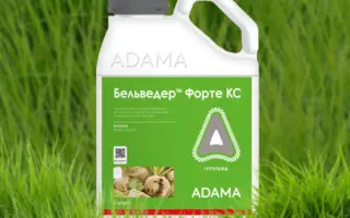 Бельведер КС