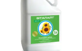 ВІТАЛАЙТ, РК