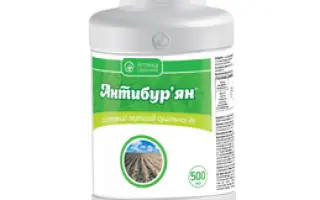 АНТИБУР’ЯН, РК