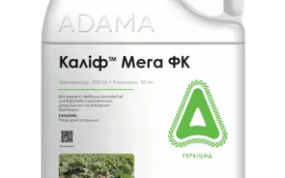 Каліф Мега ФК