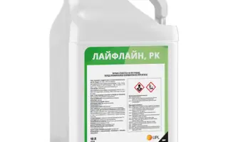 КОМПАНЬЙОН