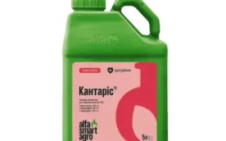 Кантаріс, ТН