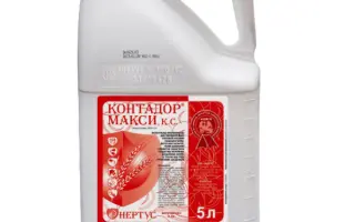 Контадор Макси