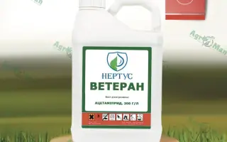 Ветеран