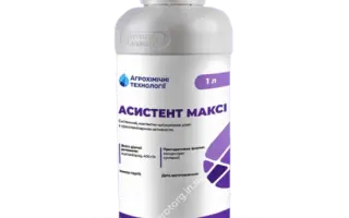 Асистент Максі