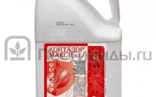 Контадор Макси