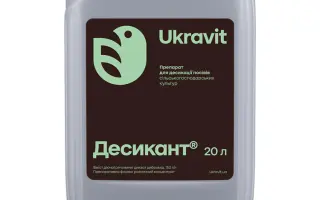 Ципі Плюс к.е.,