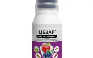 Цезар к.е., Інсектицид (Біфентрин, 100 г/л)
