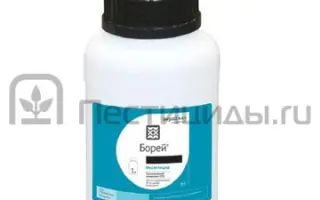 Борей с.к.