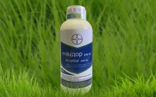 Енвідор 240 SС