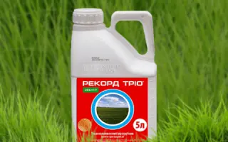 РЕКОРД-ТРІО