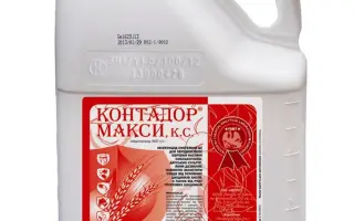 КОНТАДОР МАКСИ К.С.