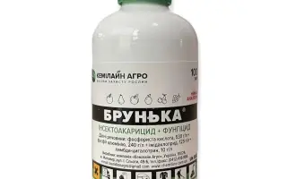 Брунька