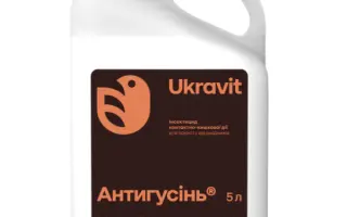 АНТИГУСІНЬ