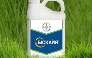 Біскайя 240 OD