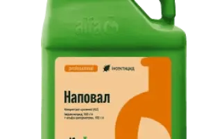 Наповал