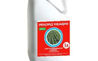 РЕКОРД КВАДРО