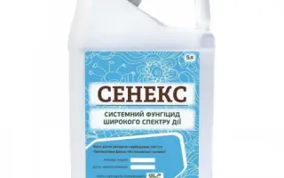 Сенекс