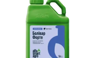 Болівар Форте