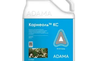 Карнеоль, КС