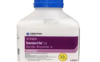 Зорвек Инкантия