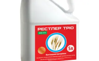 Рестлер, КС