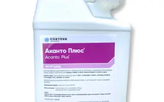 Аканто Плюс