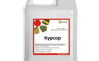Курсор