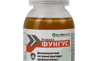 Protect - Fungus / Протект - Фунгус