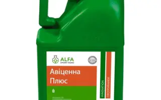 Авіценна Плюс