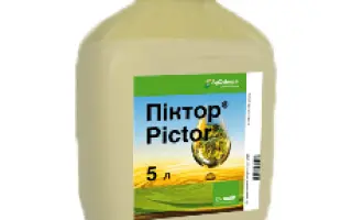 Піктор® Топ