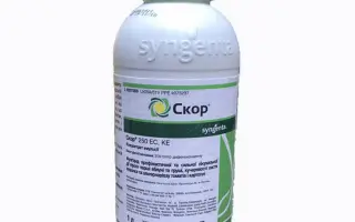 Сьоррендер FS