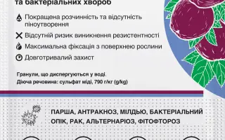 Блу Бордо Дисперс