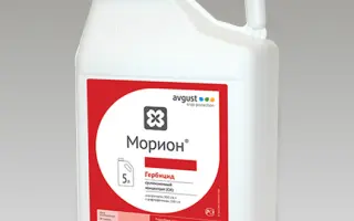 Моріон