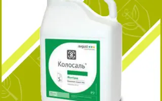 Колосаль к.е.