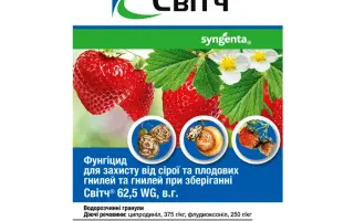 Супервінцит