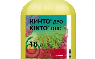Кинто Дуо