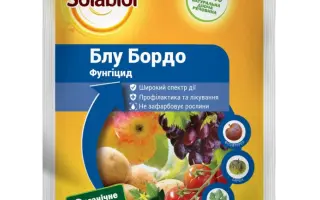 Блу Бордо в.г.