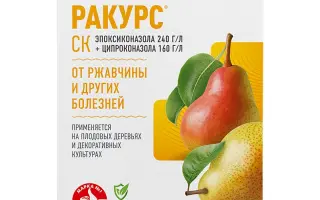 Ракурс к.с.