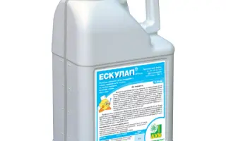 ЕскУлап к.е.