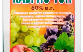 КАБРІО ТОП в.г.