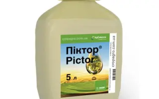 ПІКТОР