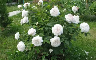 Вінчестер к.с.