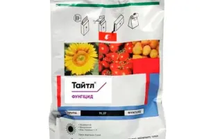 Тайтл 50 в.г.