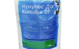 Кумулюс ДФ в.г.