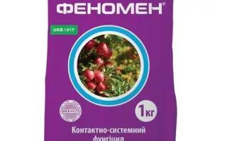 Феномен в.г.