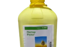 Кауритил ДФ