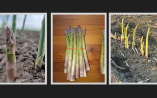 РОДОЛІТ СУПЕР